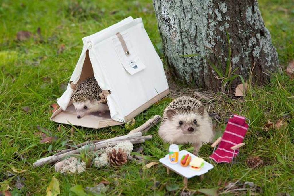 Hedgehog Tent Outdoors