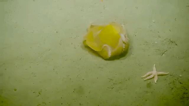Hiding Flapjack Octopus