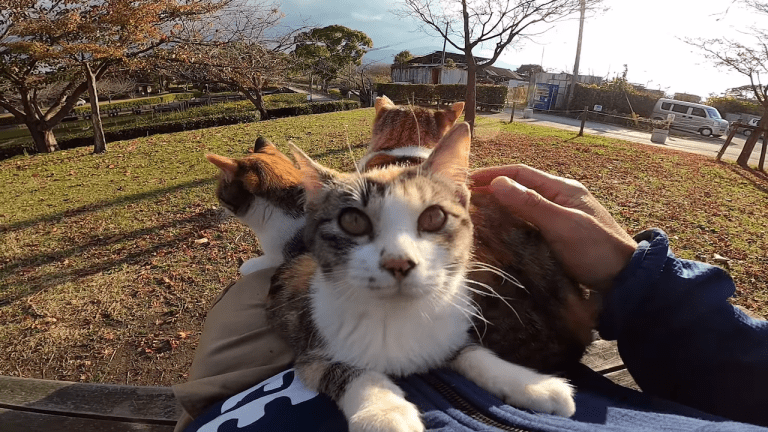 Kittens Compete to Sit on One Human Lap