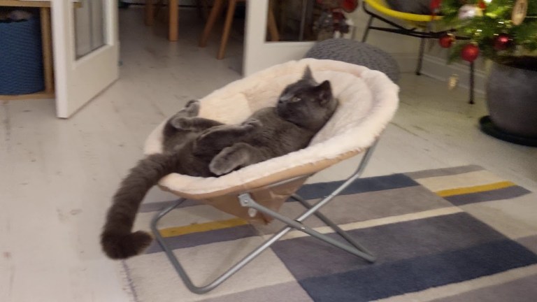 Mr Bobby Cat Watching TV from Baby Bouncer