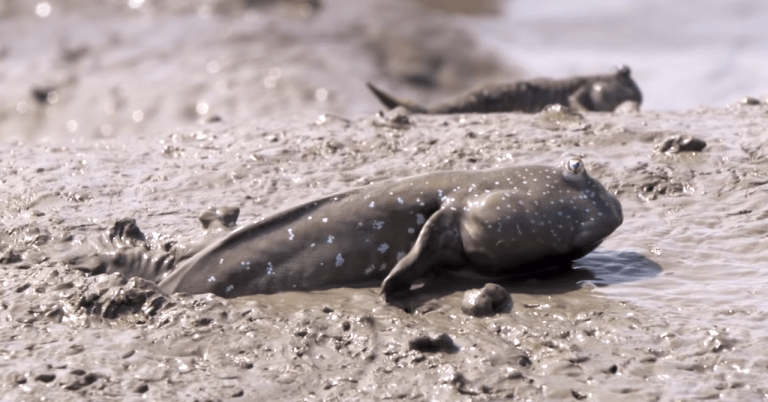 Mudskipper Walk on Land