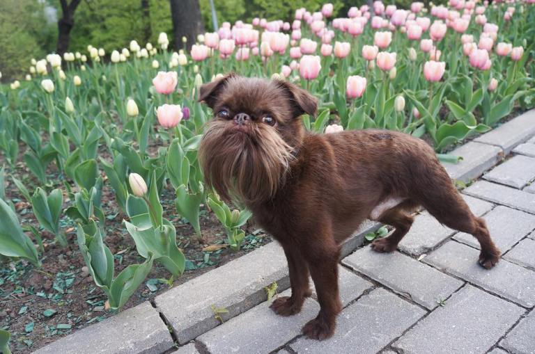 Nuts Little Dog Big Beard