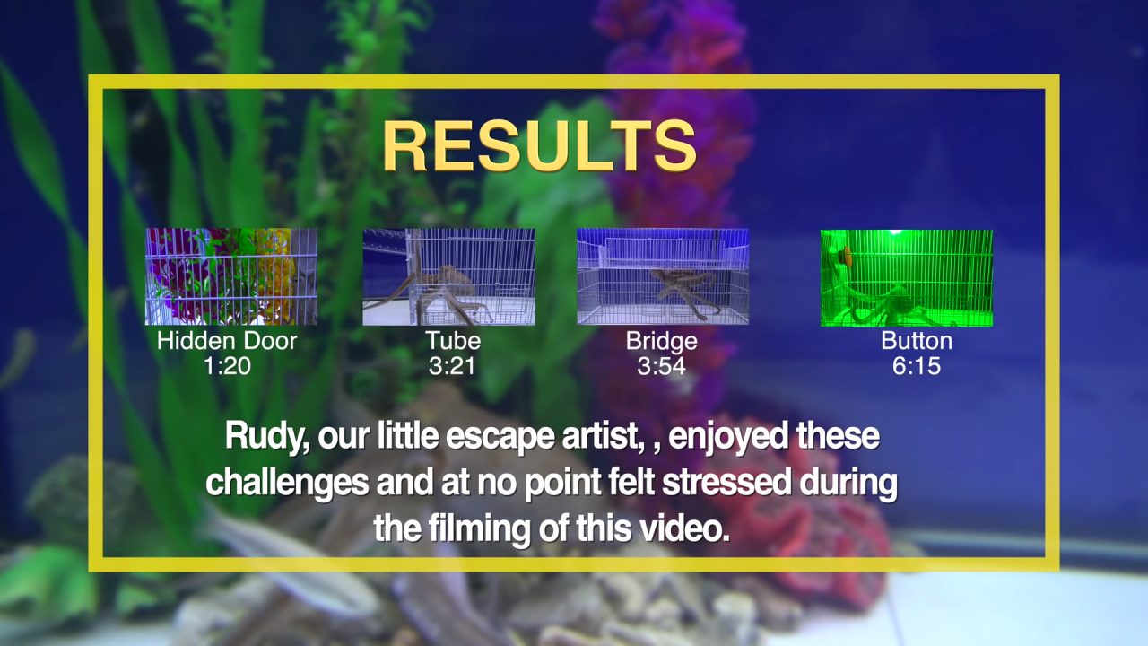 Clever Octopus Conquers an Escape Room Challenge