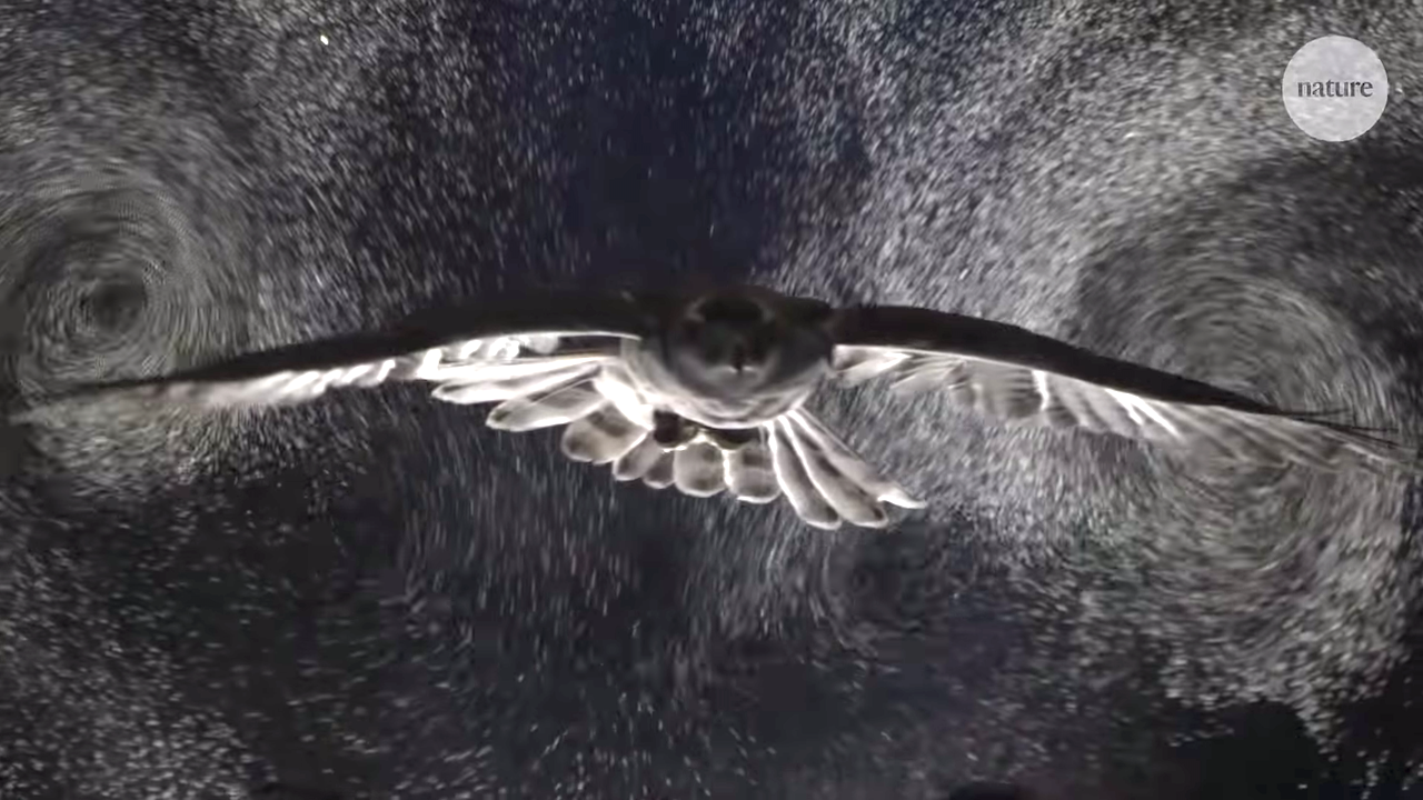 Owl-gliding-through-bubbles-reveal-aerod