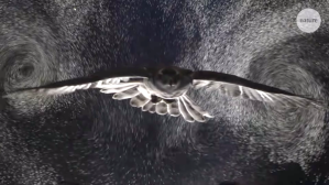 Owl gliding through bubbles reveal aerodynamic trick
