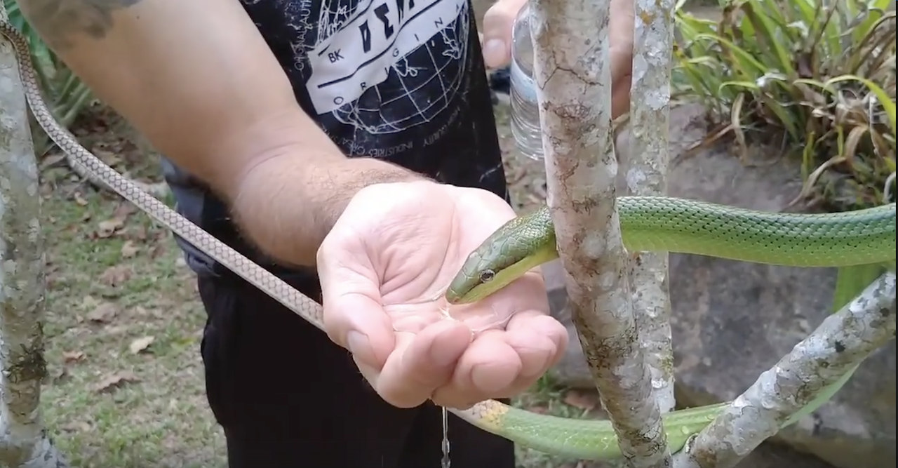 Snake-Drinks-From-Hikers-Hand.png