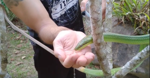 Snake Drinks From Hikers Hand