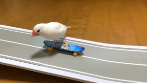Bird on Skateboard