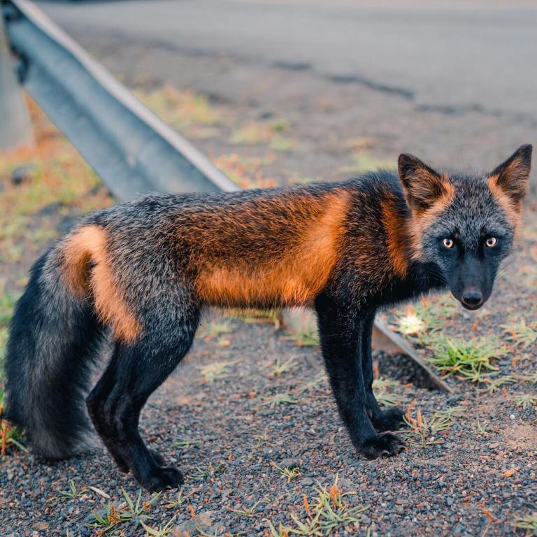 Black and Orange Cross Fox