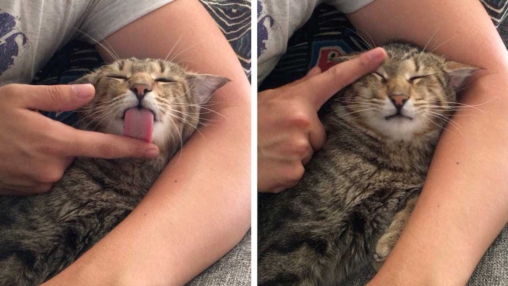 Cat Licks Humans Finger for Grooming