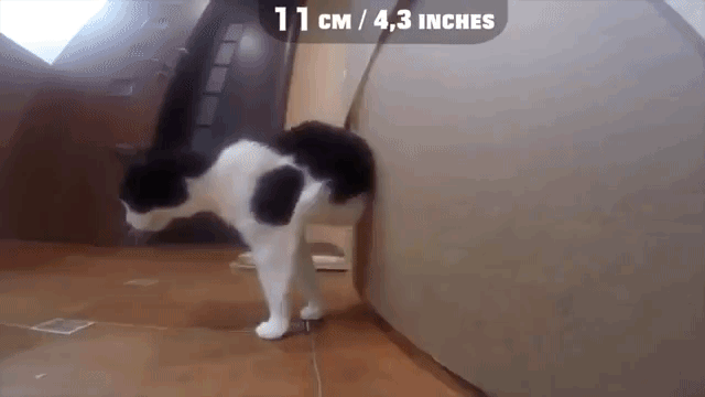 Cat Pulling Himself Through Smaller Holes