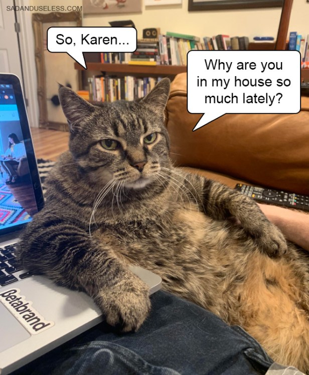 Cat Questions