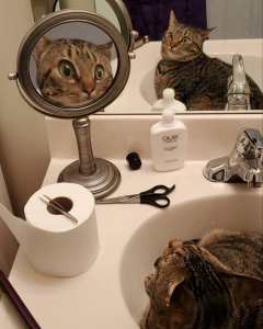 Cat Sees Reflection