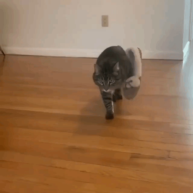Cat Wears Slipper on her Paw