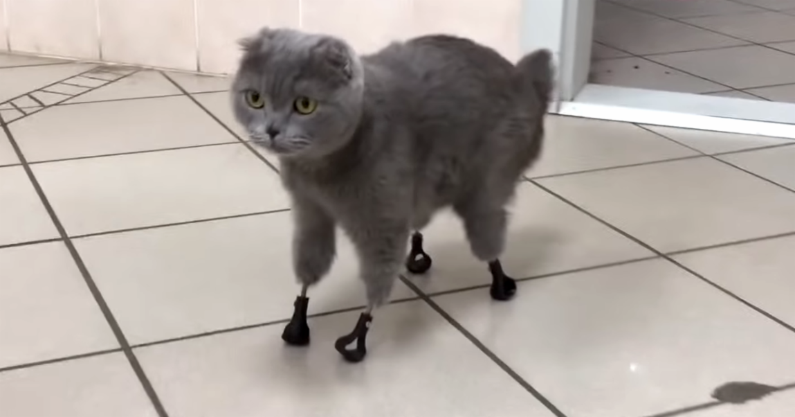 Cat With 3D Printed Paws