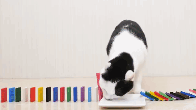 Cats Rube Goldberg Dominoes
