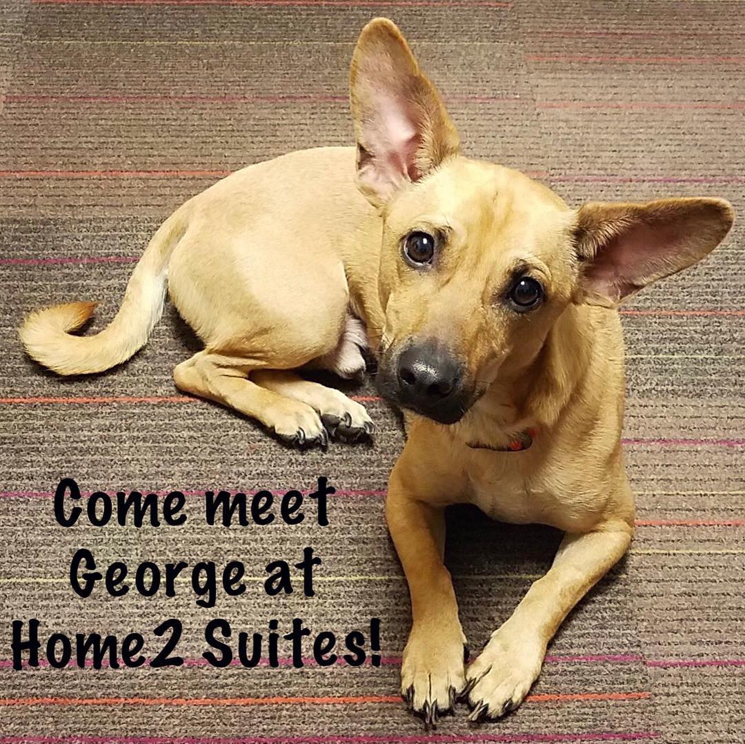 Come Meet George South Mississippi Humane Society Home2 Suites