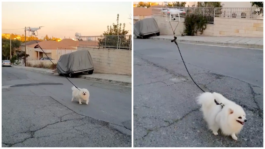 Dog Being Walked by a Drone