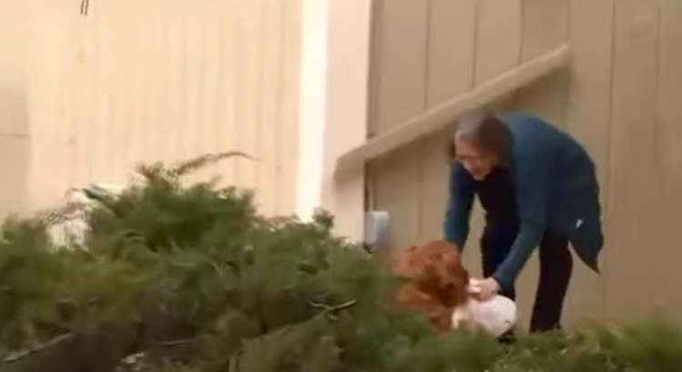Dog Delivers Groceries to Neighbor