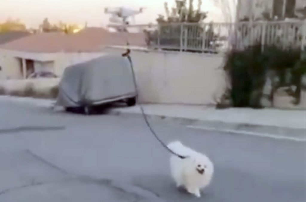 Drone Walks Fluffy White Dog Down an Israeli Street