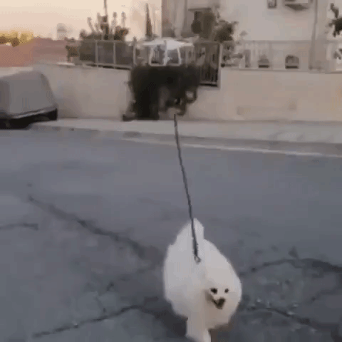 Drone Walks Dog