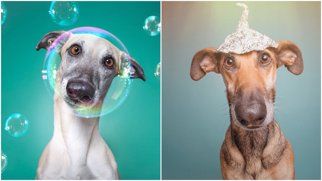 Elke Vogelsang Silly Dog Portraits