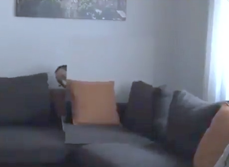 Father Camouflage Couch