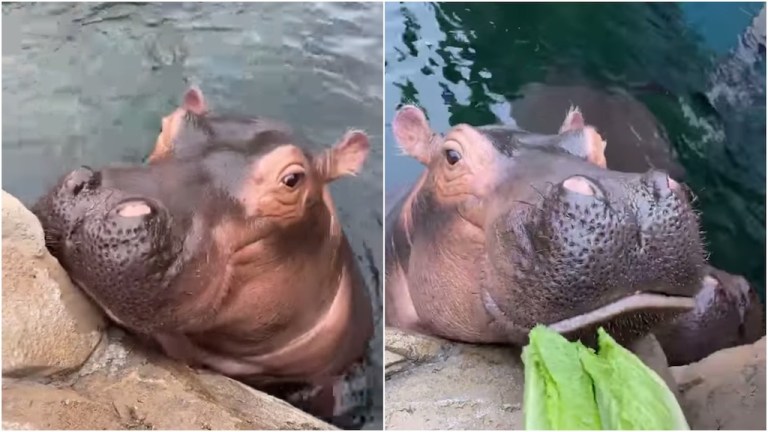 Fiona and Bibi Home Safari Cincinnati Zoo