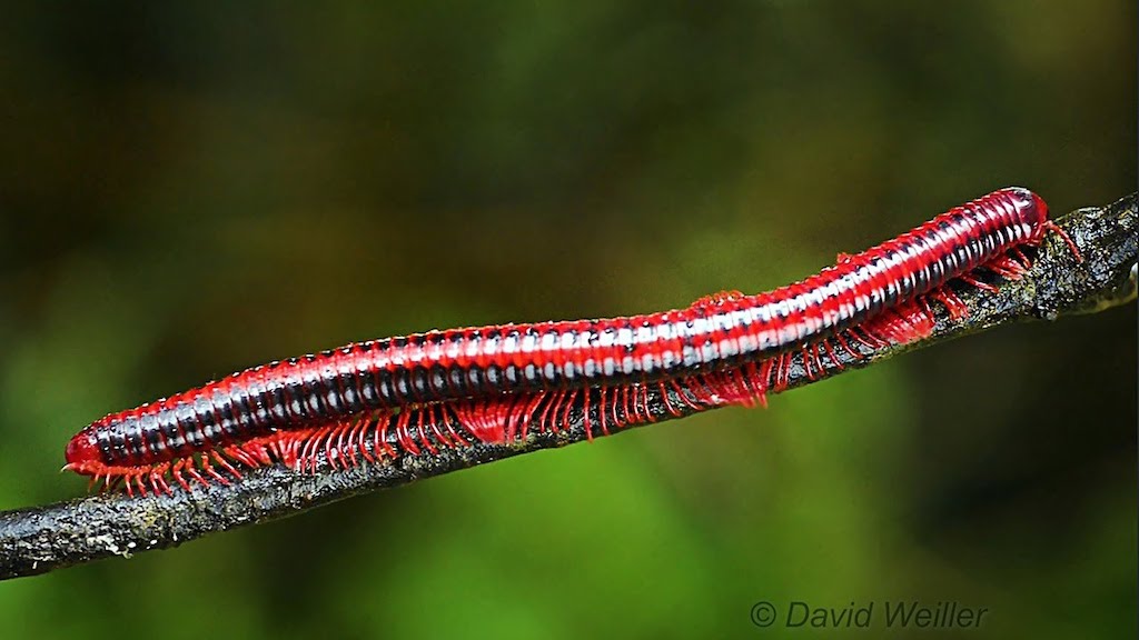 Giant-Red-Fire-Millidpede.jpg