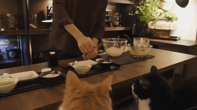 Japanese Dinner for Cats