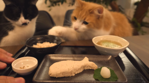 Japanese Meal for Cats