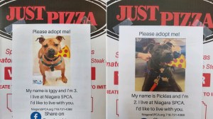 Just Pizza Adoption Niagara SPCA