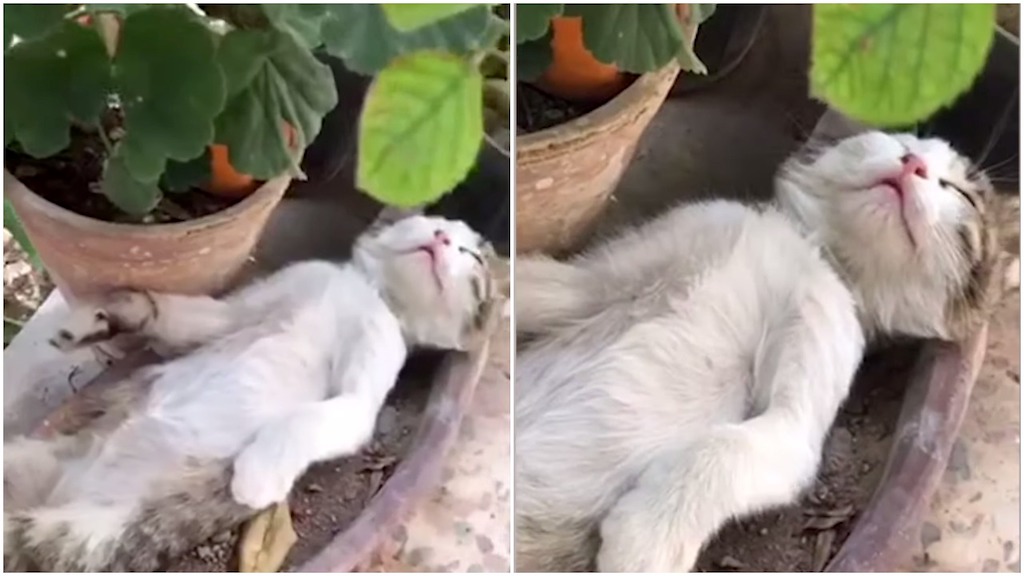 Kitten-Falls-Asleep-on-Back-in-Plant-Pot