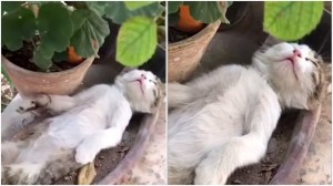 Kitten Falls Asleep on Back in Plant Pot