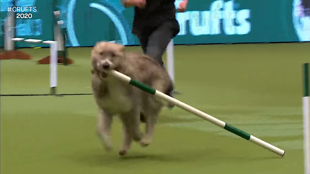 Kratu crufts hot sale 2019