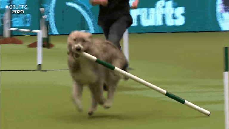 Kratu Rambunctious Rescue Dog Agility Crufts