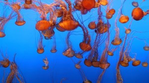 Monterey Bay Aquarium Jellyfish
