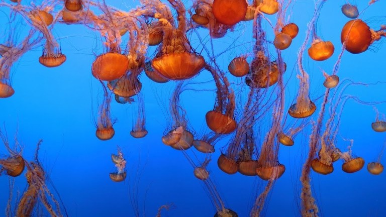 Monterey Bay Aquarium Jellyfish