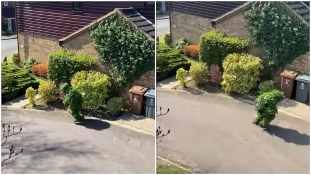 Neighbor-Dresses-Like-Bush-during-Lockdo