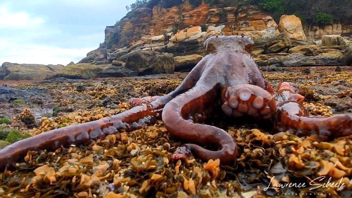 Octopus Walking on Land