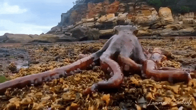 Octopus Walks on Land