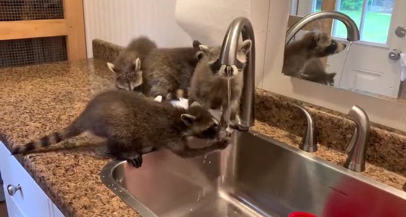 Orphaned Raccoons Wash Their Hands Together
