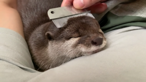 Otter Combing Session