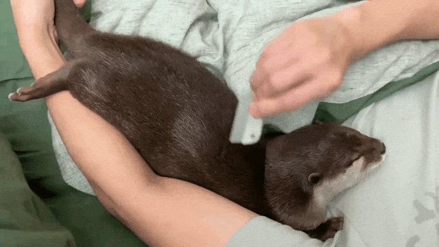 Otter Nods Off During Combing