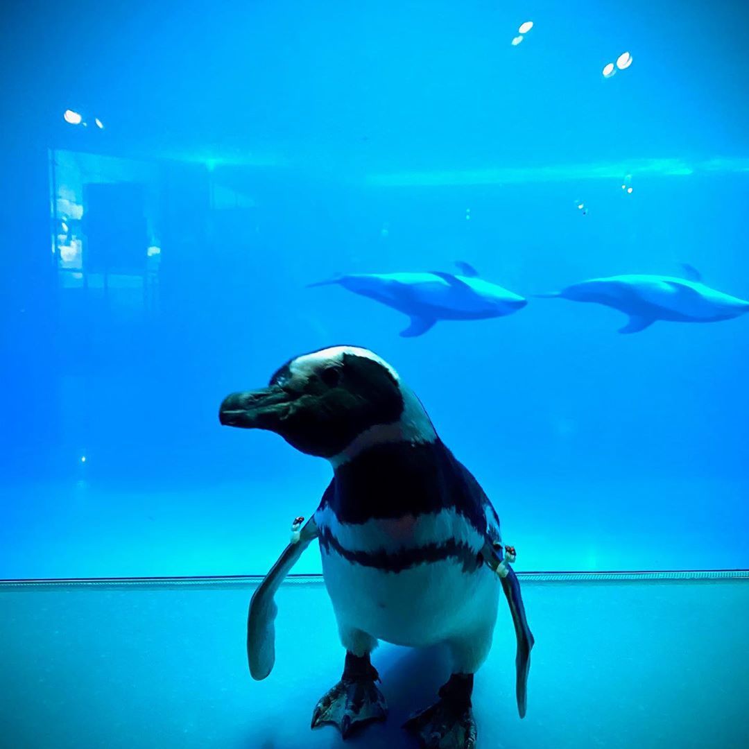Penguin Shedd Aquarium