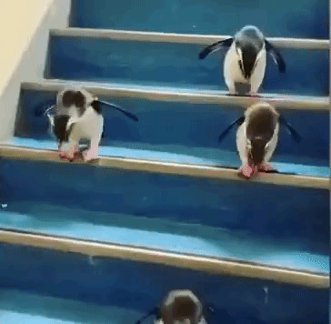 Penguins Waddle Down Steps