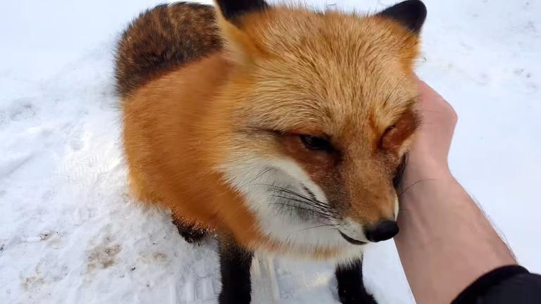 Red Fox Whines For Attention