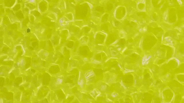 Sponge Under Macro Lens
