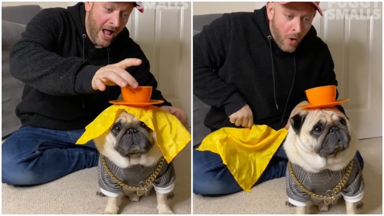 Tablecloth Tricks Puggy Smalls