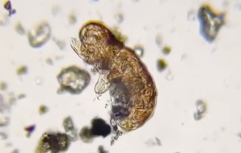 Tardigrade Water Bear